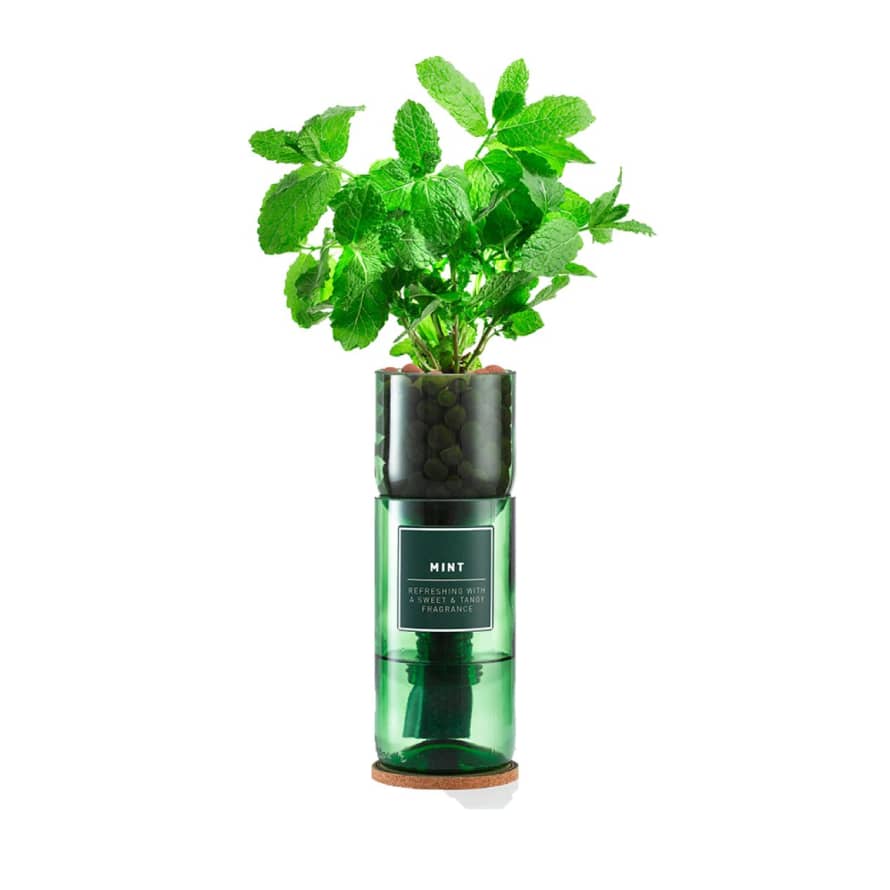 Hydro Herb Mint Hydro Herb Kit