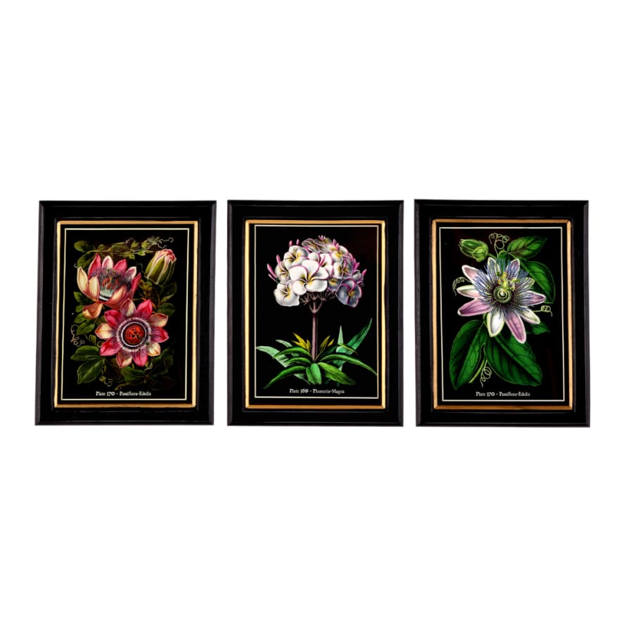 Temerity Jones Luxe Botanical Flower Wall Print Small : Pink Passion Fruit, Plumeria Magna or Purple Passion Fruit