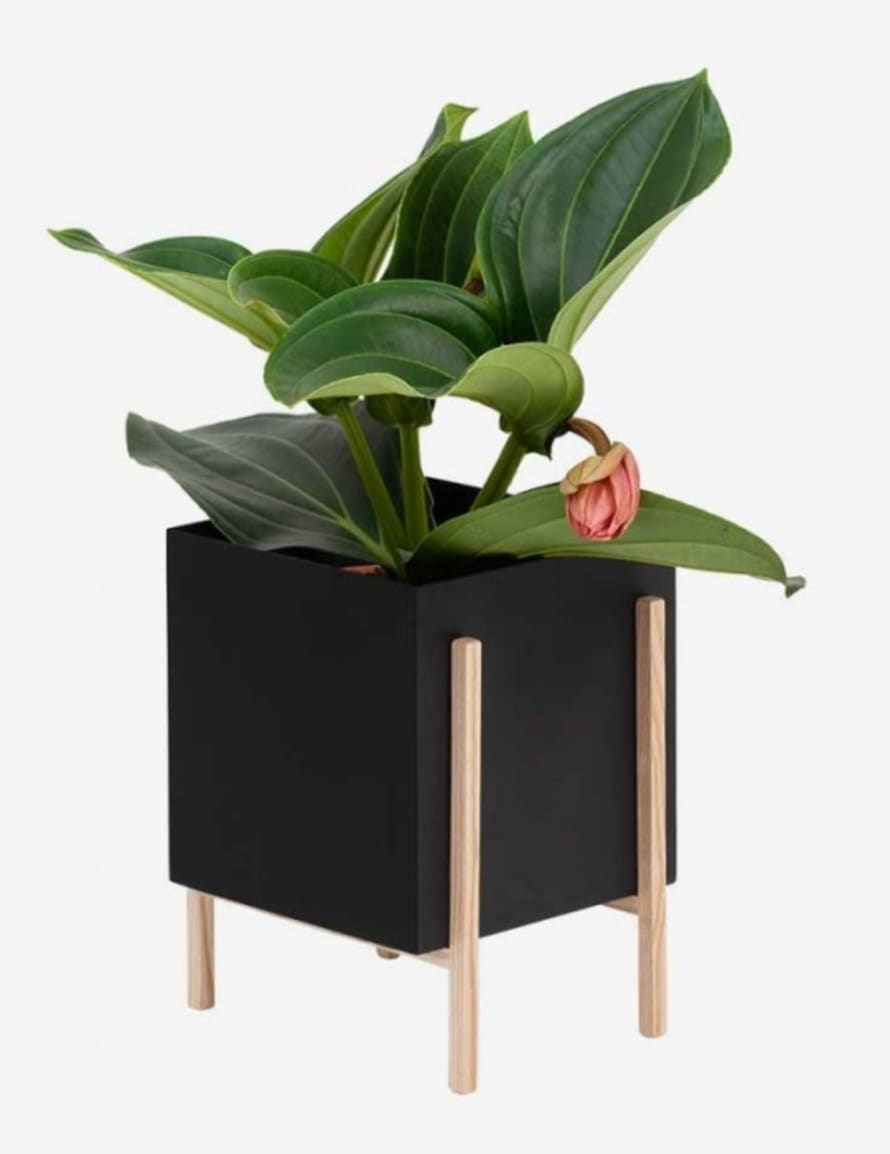 Design House Stockholm  Botanic Plant Pot