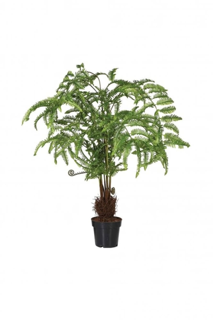 The Home Collection Fern Tree In Pot