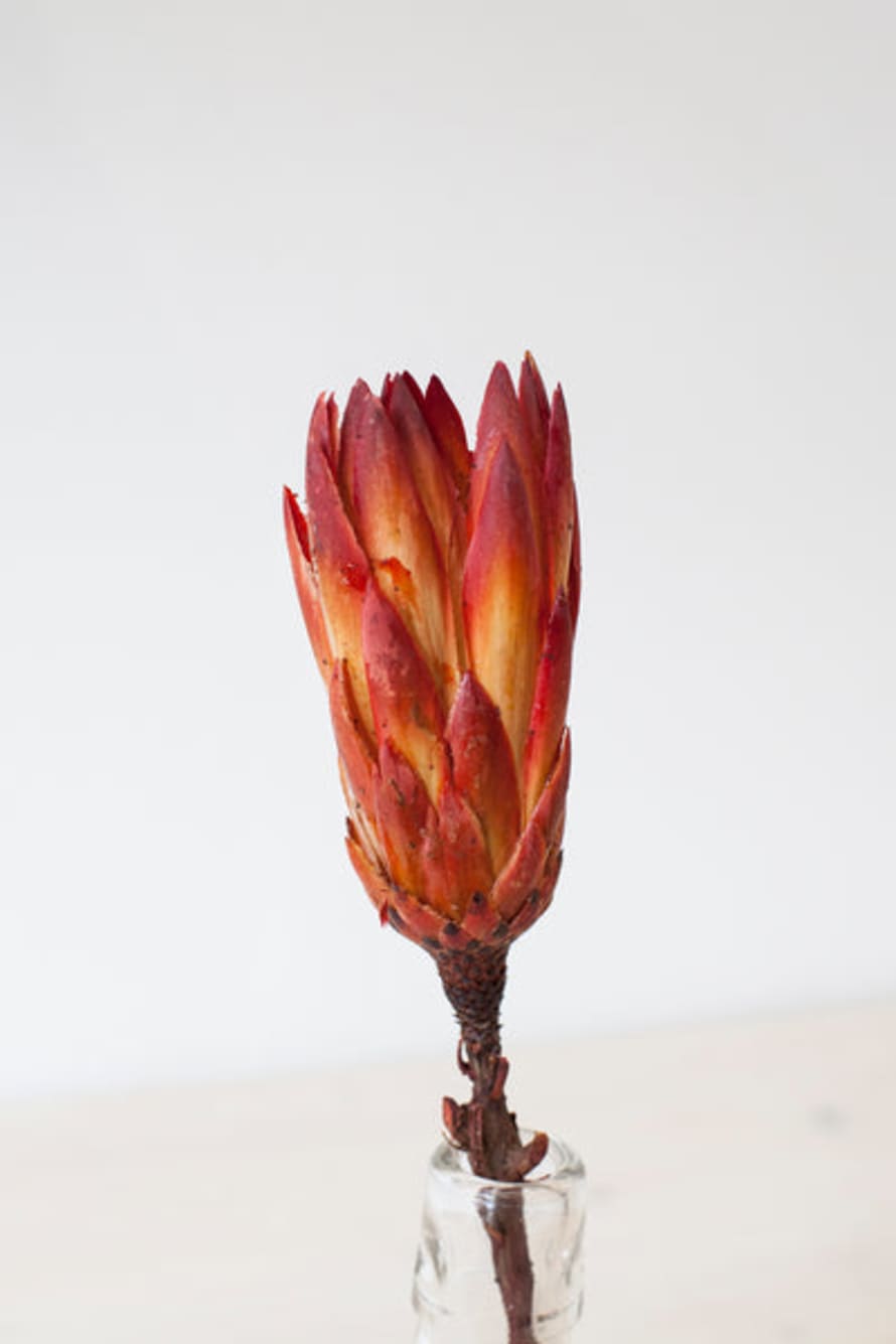 Garden State Candles Dried Protea