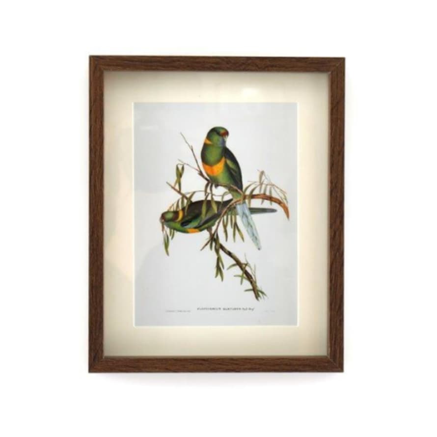 Temerity Jones Birds Of Paradise Framed Art Print : C