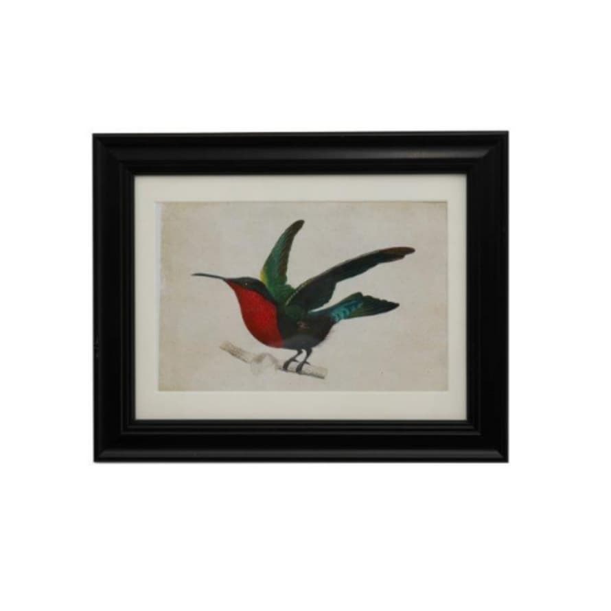Temerity Jones Humming Bird Vintage Framed Art Print
