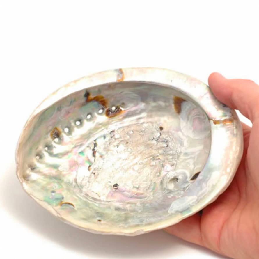 BLESS Abalone Shell Large