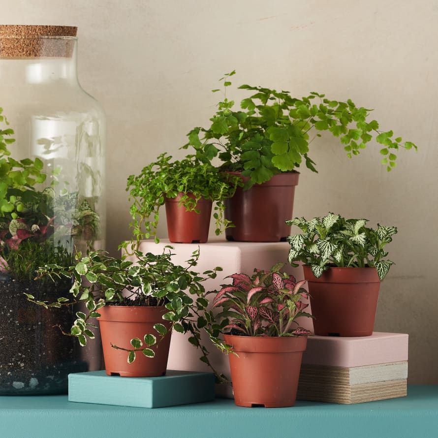 trouva.com | Small Closed Terrarium Plant Bundles - Make Your Own Terrarium
