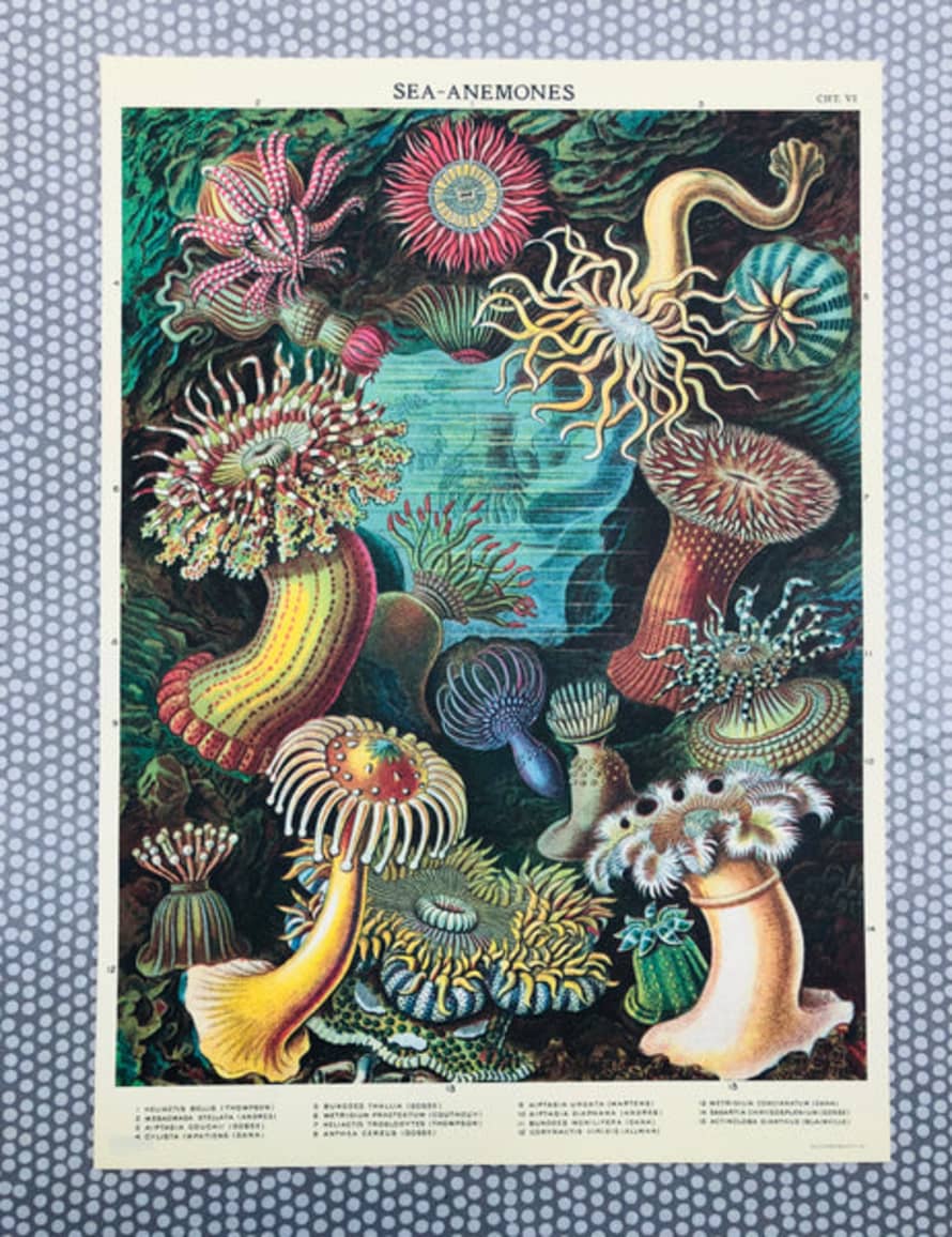 Cavallini & Co Sea Anemones Poster