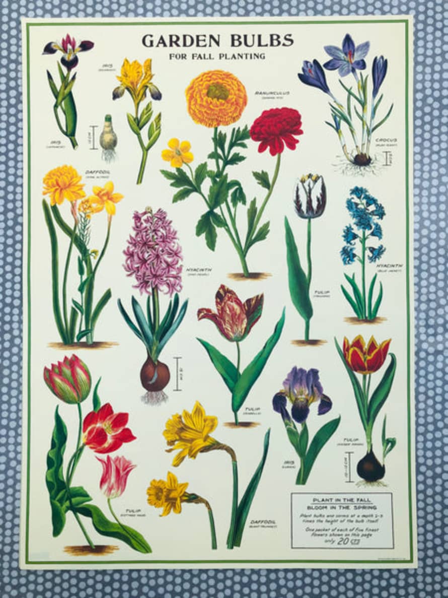 Cavallini & Co Garden Bulbs Poster