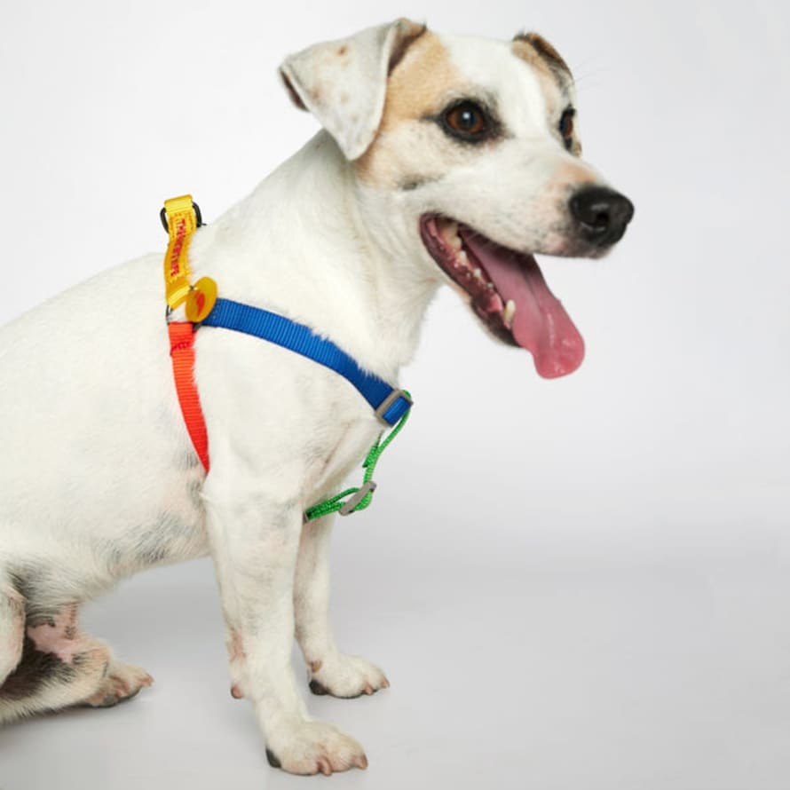 The Painter's Wife Small Multicolour Sonia Dog Harness
