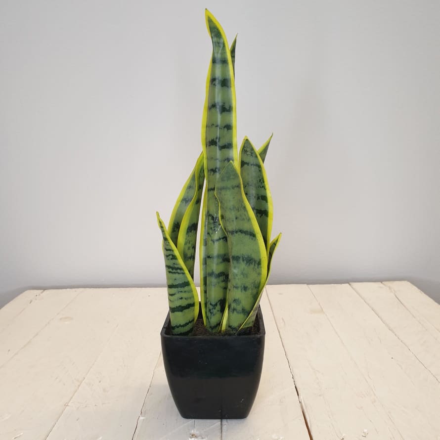Artificial Sansevieria Plant - 35cm