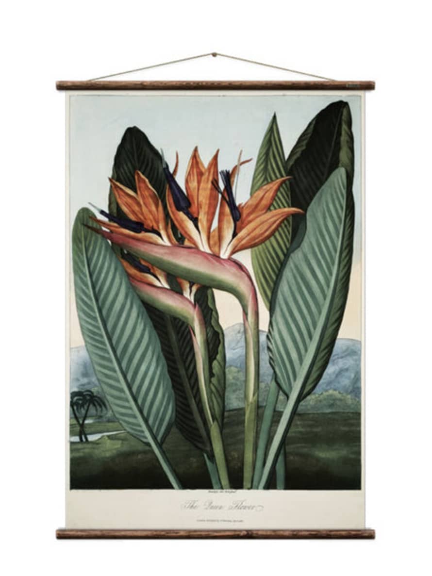 Erstwhile Wall Hanging Bird Of Paradise The Queen Flower