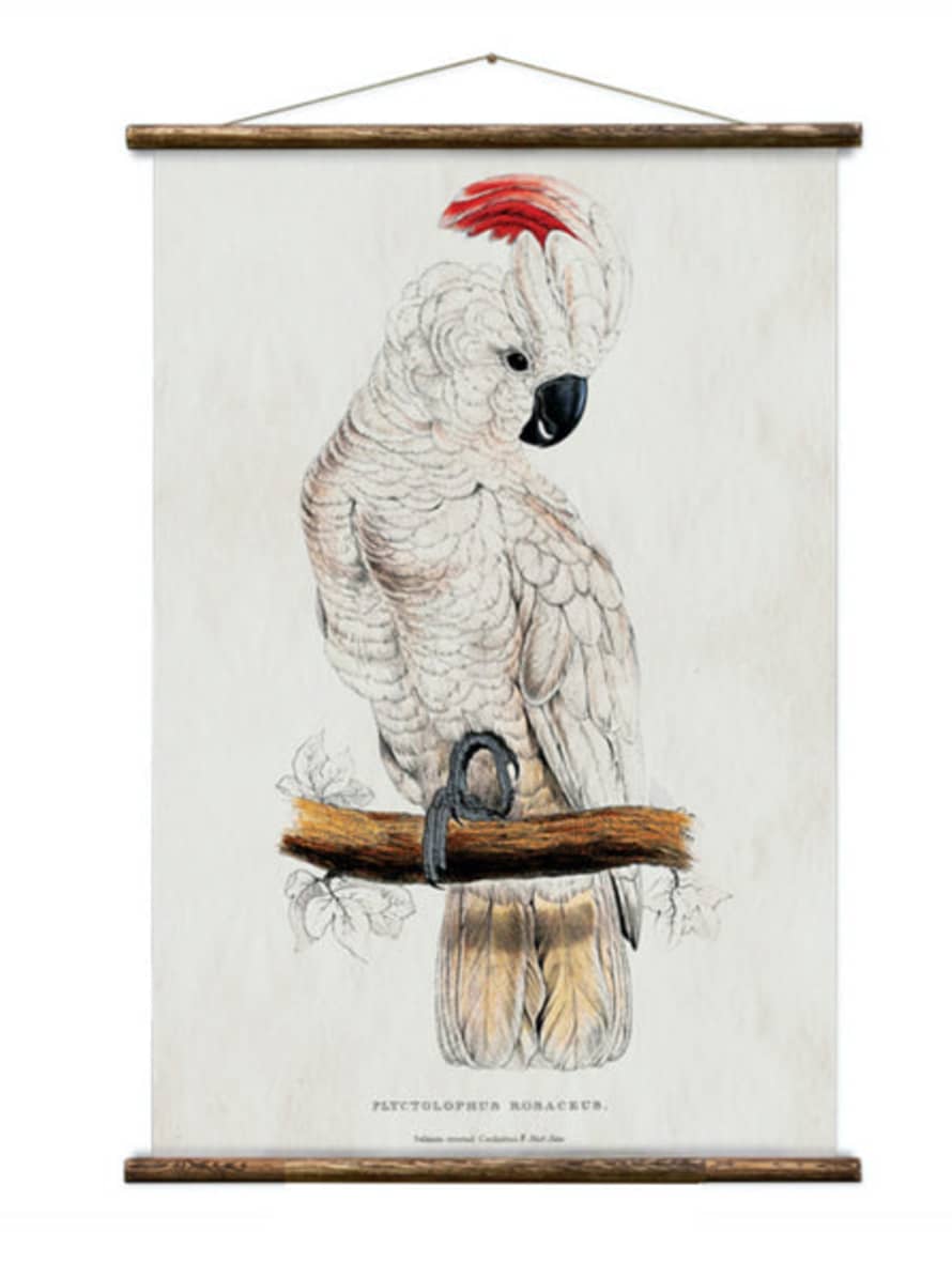 Erstwhile Wall Hanging Cockatoo