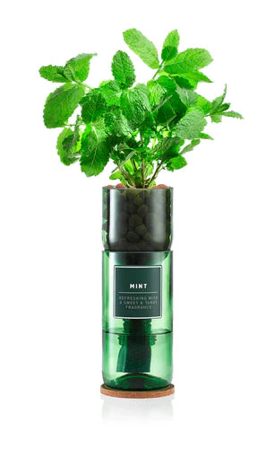 Hydro Herb Mint Herb Kit