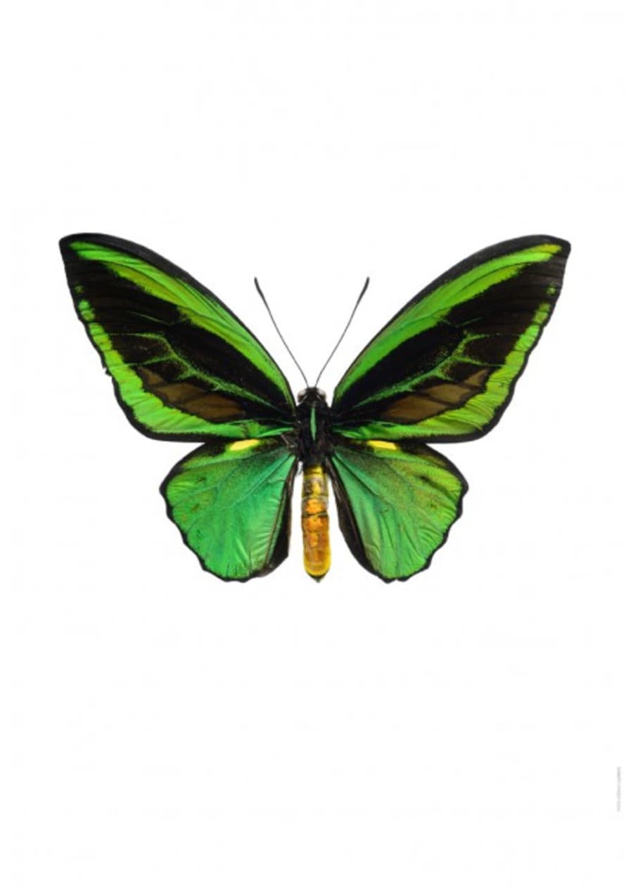 Liljebergs A4 Macro Photography Poster Green Butterfly