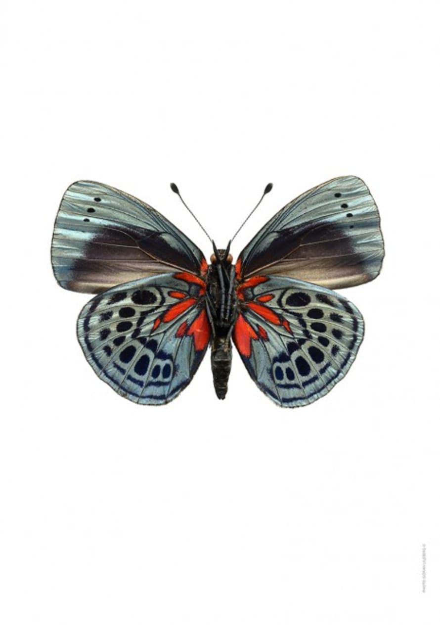 Liljebergs A4 Macro Photography Poster Grey Butterfly