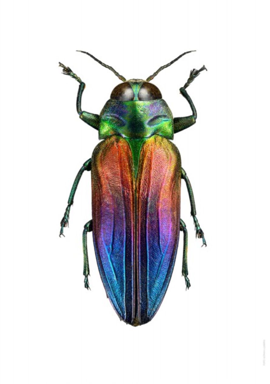 Liljebergs A4 Macro Photography Poster Rainbow Beetle