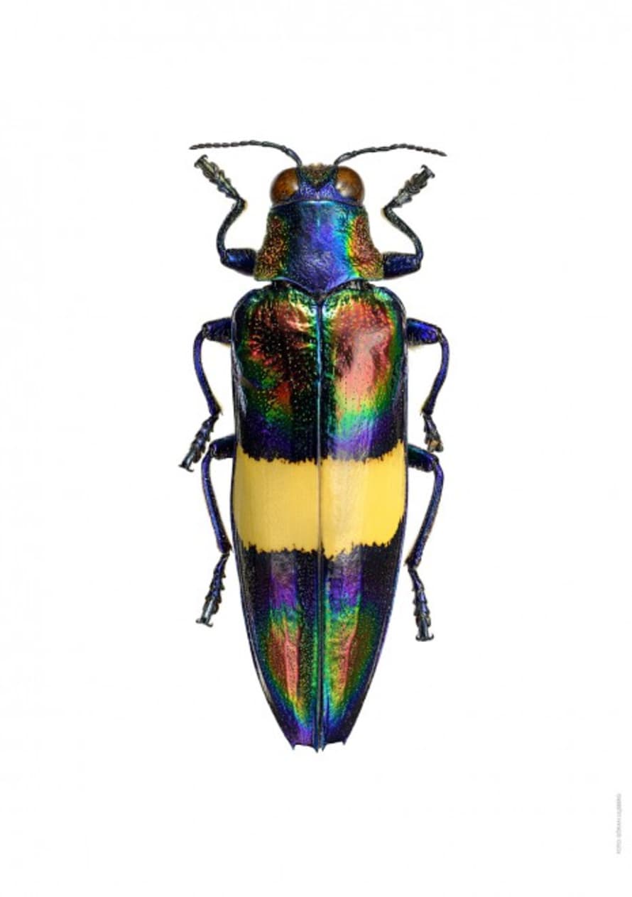 Liljebergs A4 Macro Photography Poster Yellow Rainbow Beetle