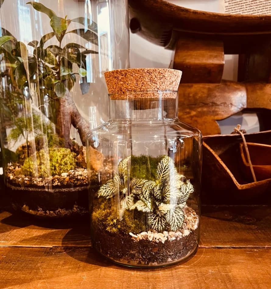 botanicalboysuk 19cm Slim Cork Jar Terrarium