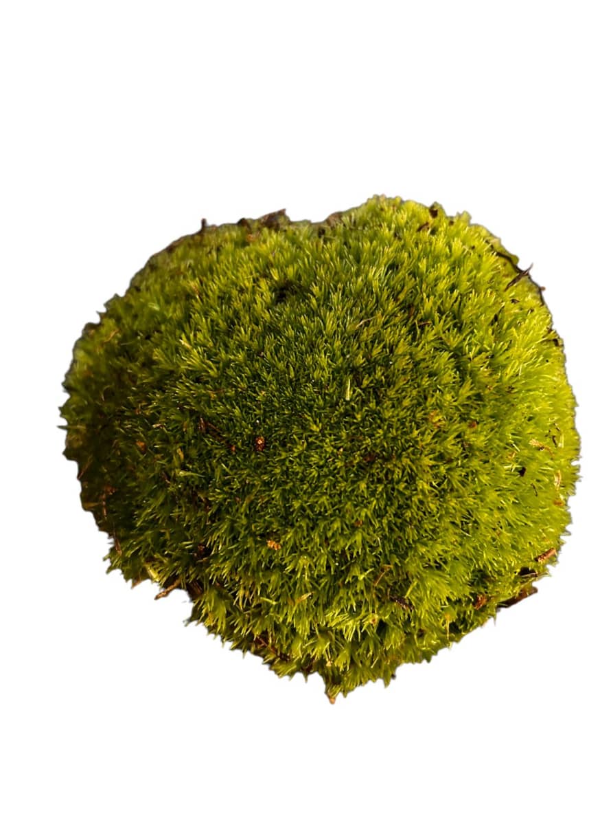 botanicalboysuk Bun Moss - Cushion Moss - Terrarium Moss