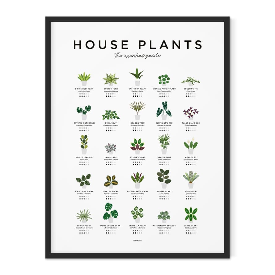 Everlong Print Co. House Plant Guide