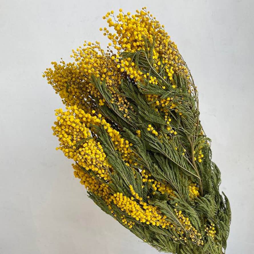 Life Store UK Dried Mimosa Bunch