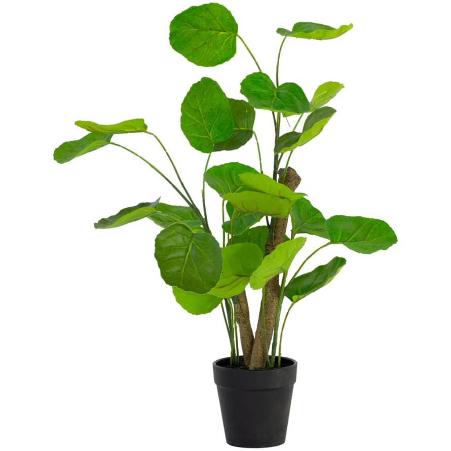 Grand Illusions Decorative Faux Chinese Money Plant