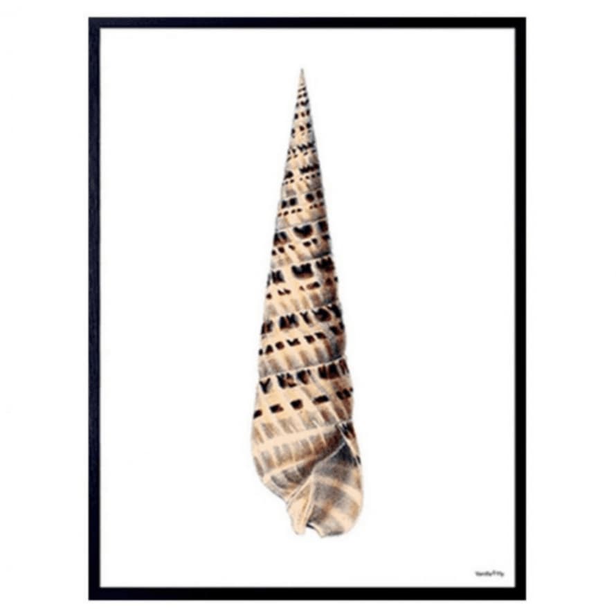 Vanilla Fly Tall Conch Print *30% Off*