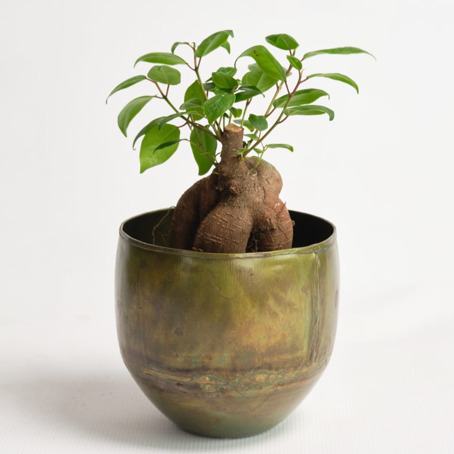 Forest Ficus Retusa 'Ginseng' House Plant