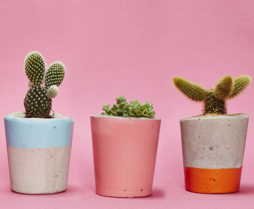 Hi Cacti Small Concrete Block Painted Top Pot with Plants
