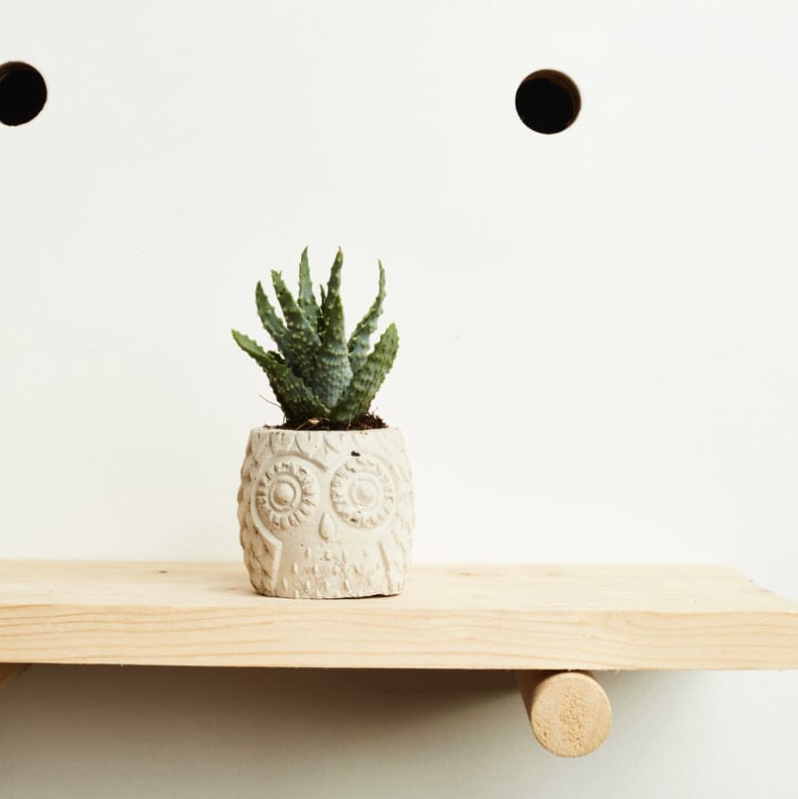 Hi Cacti Concrete Owl Pot with Plant