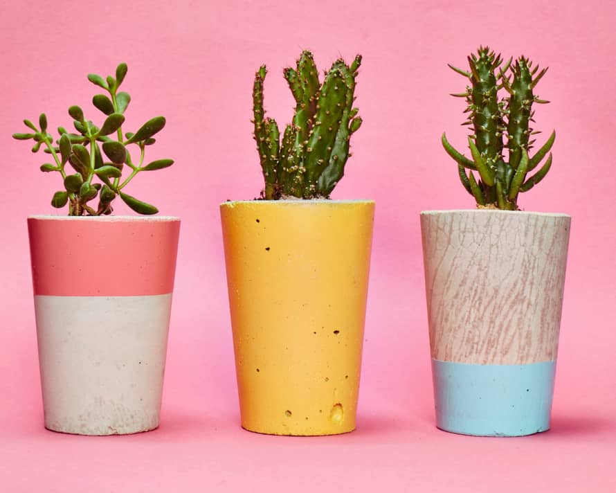 Hi Cacti Tall Block Painted Top Colourful Concrete Pot with Plant