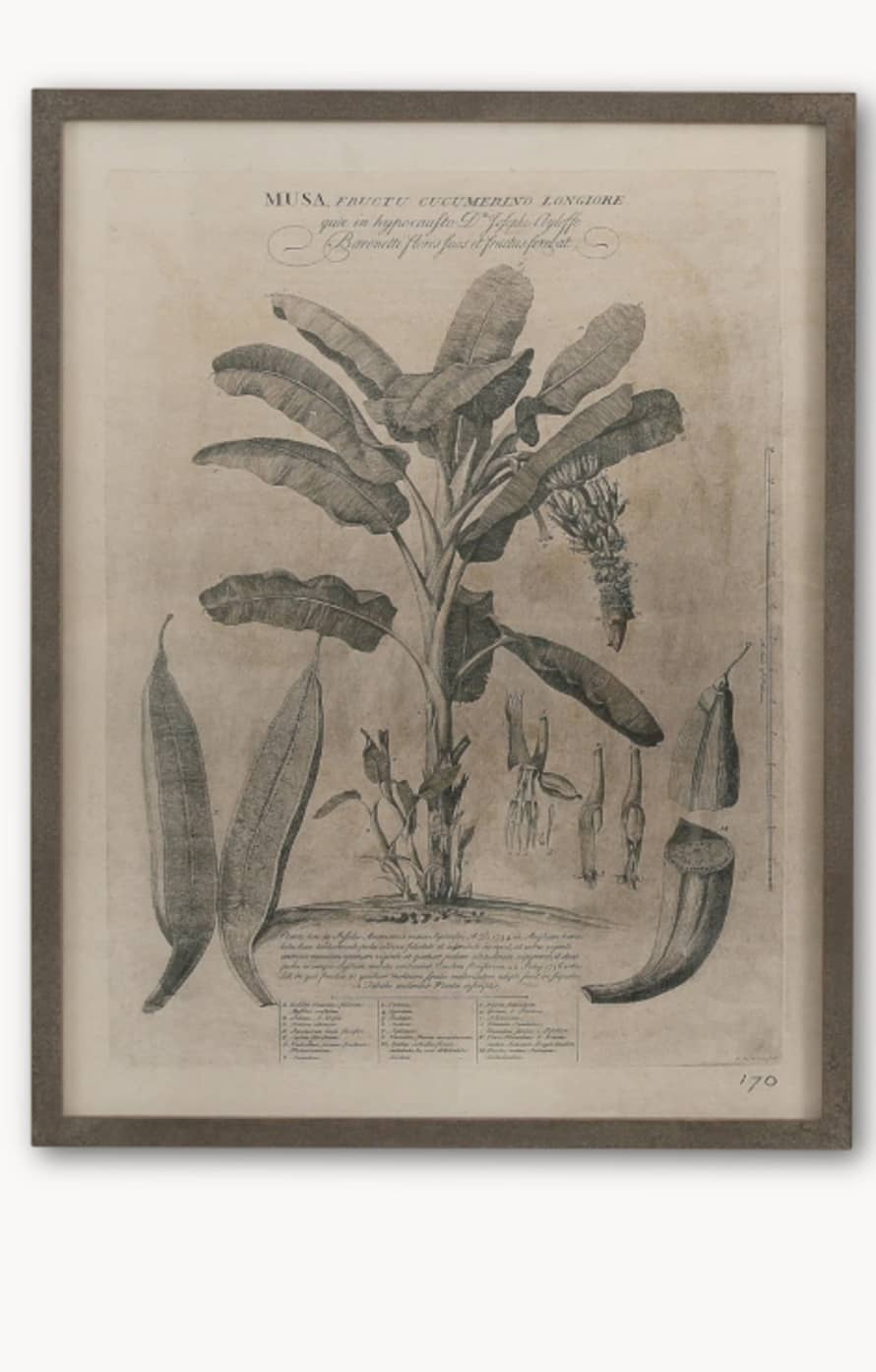 Large Framed Musa Plantation Print 