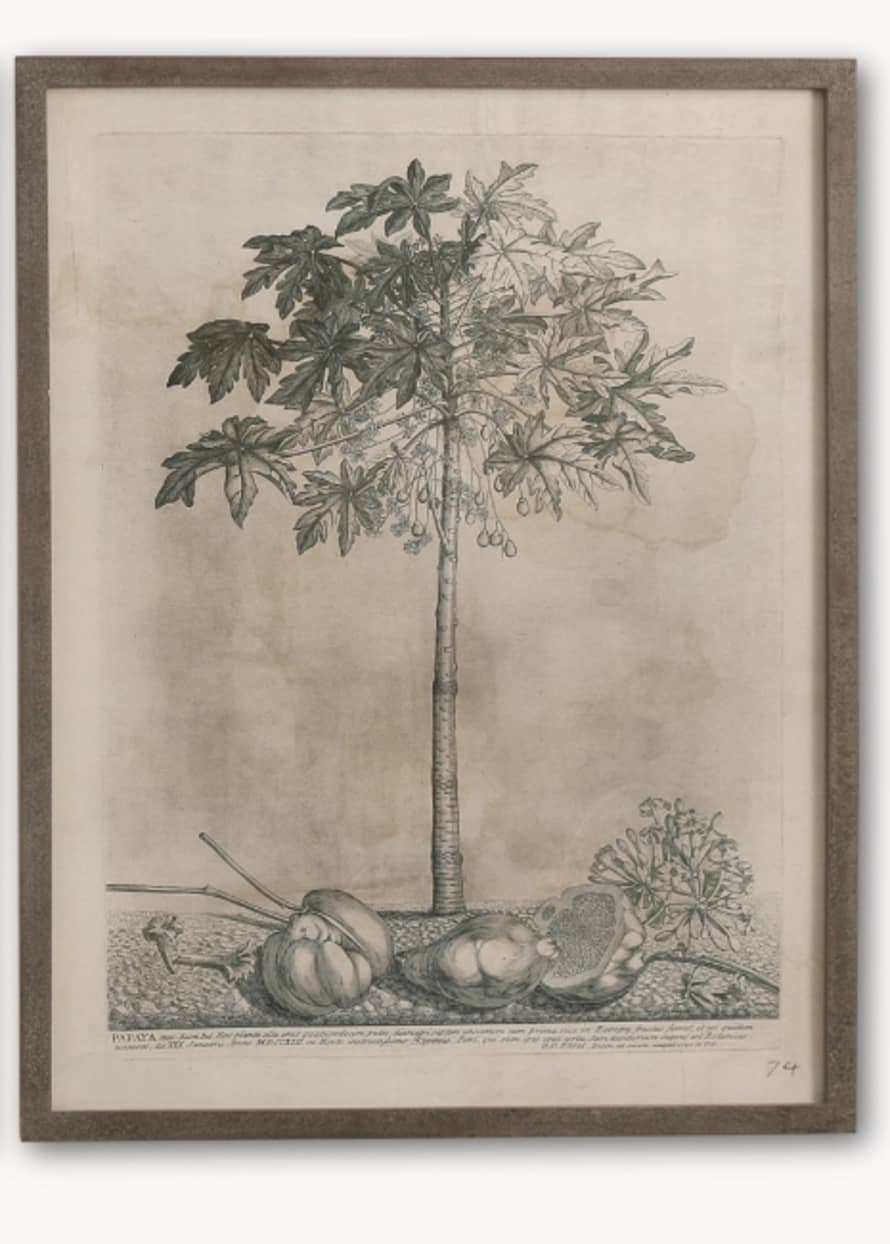 Large Framed Papaya Plantation Print 