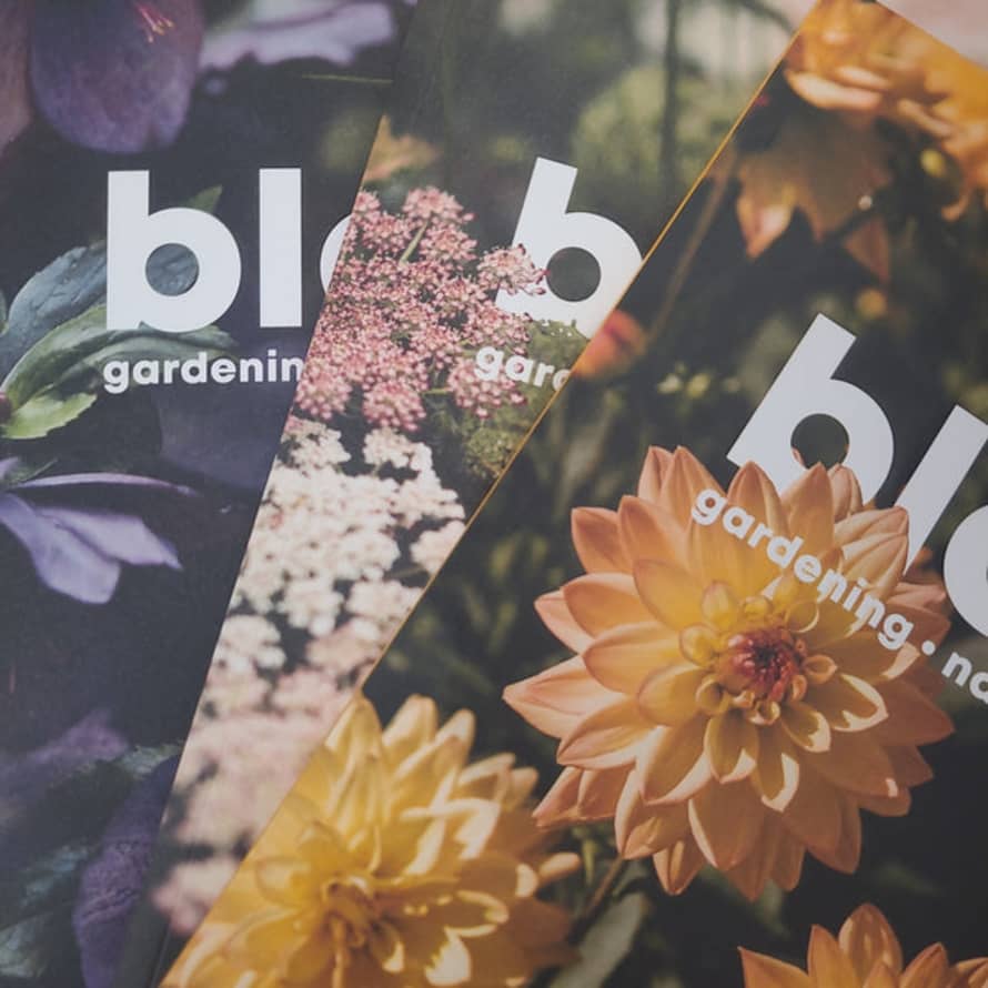 Bloom Back Copies Issues