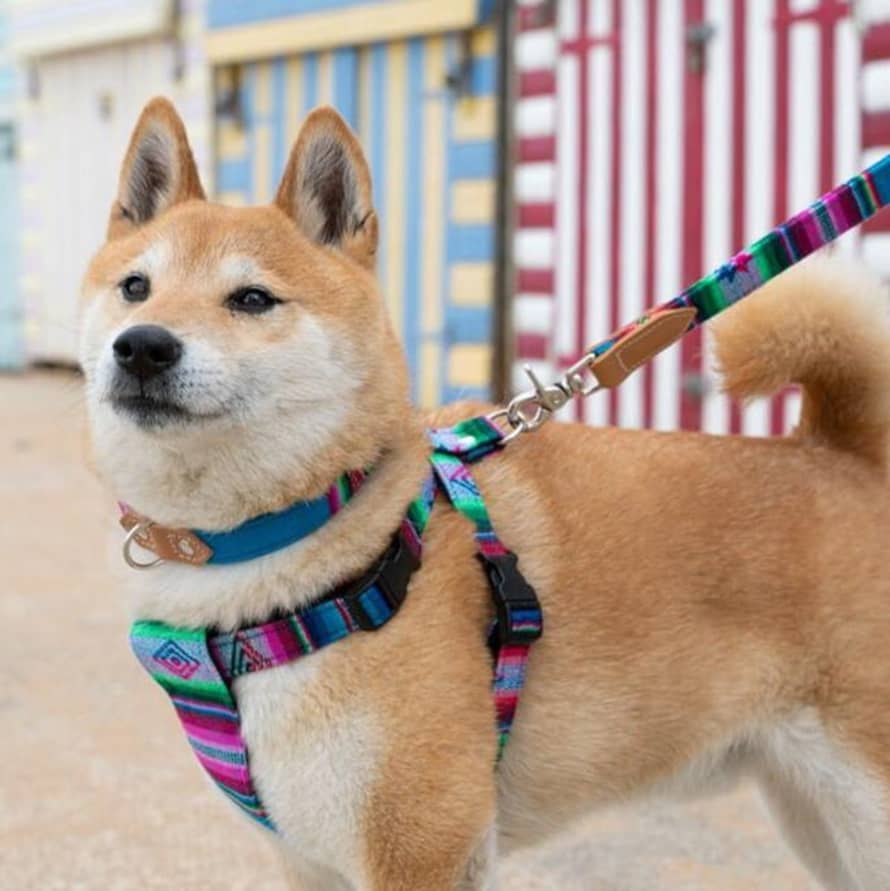 Hiro + Wolf Inca Blue Dog Collar