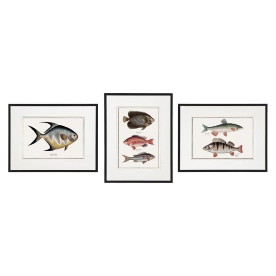 Temerity Jones Vintage Fish Framed Art Print