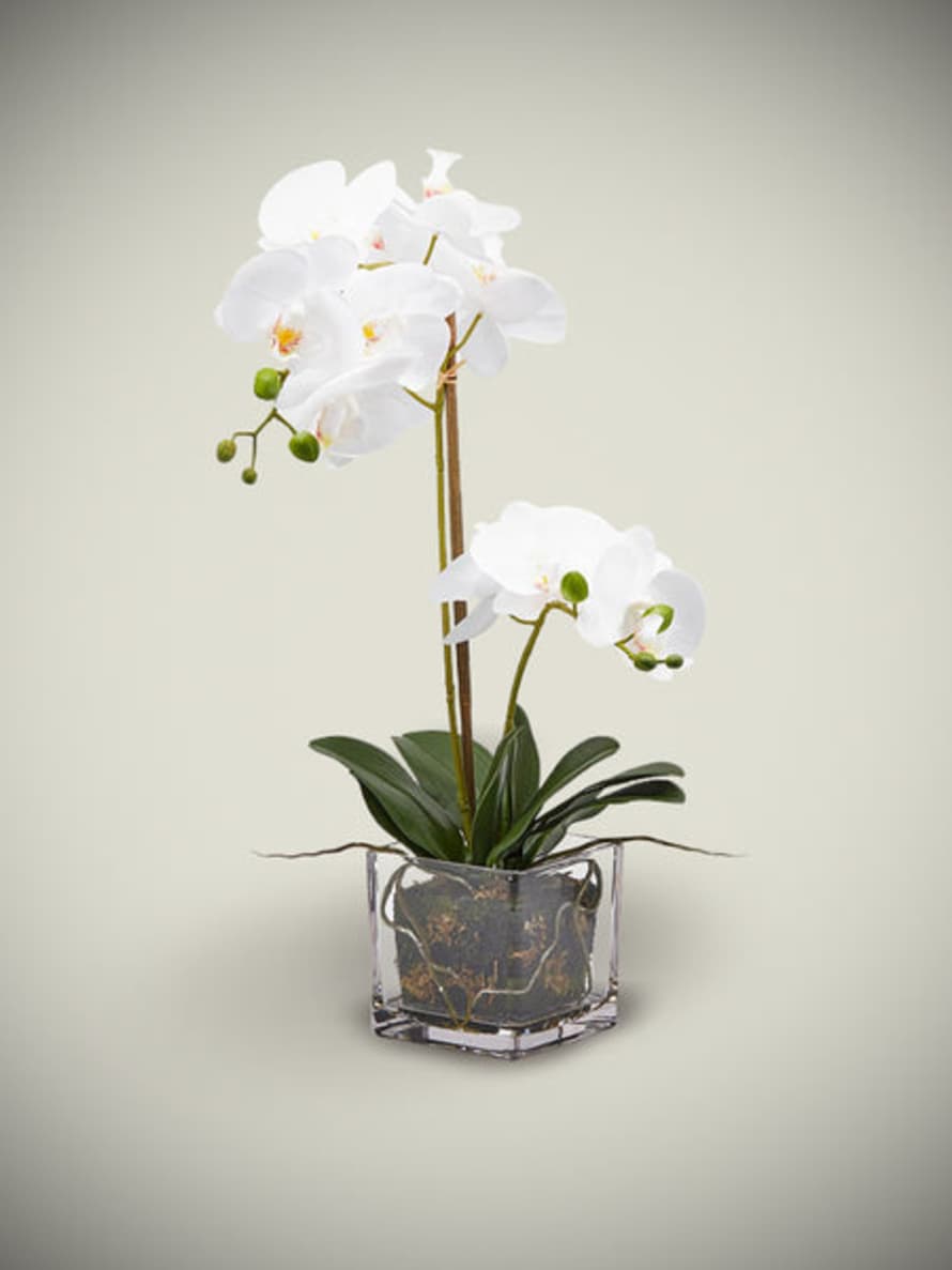 EDG Enzo De Gasperi Orquídea Blanca En Jarrón De Cristal 'phalaenopsis'