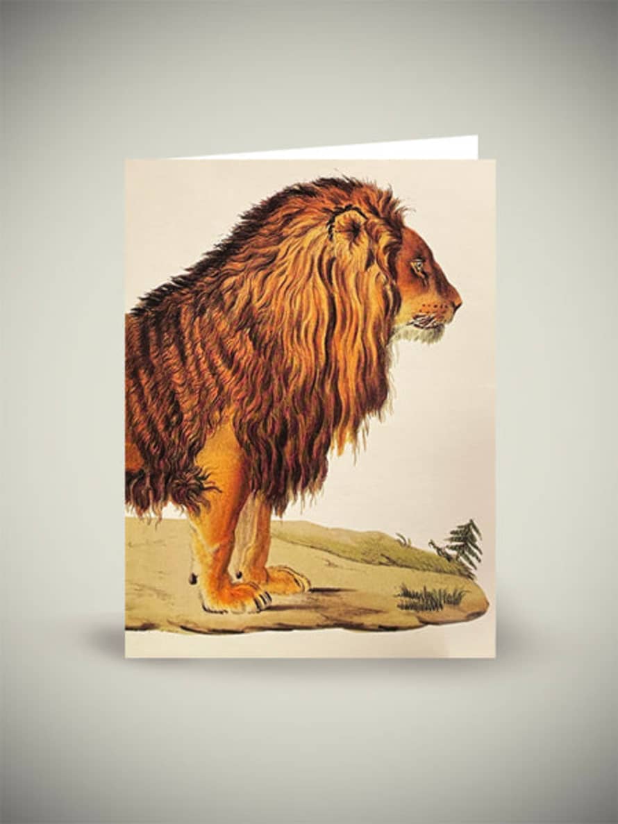 Museums & Galleries Tarjeta 'a Barbary Lion' - British Library