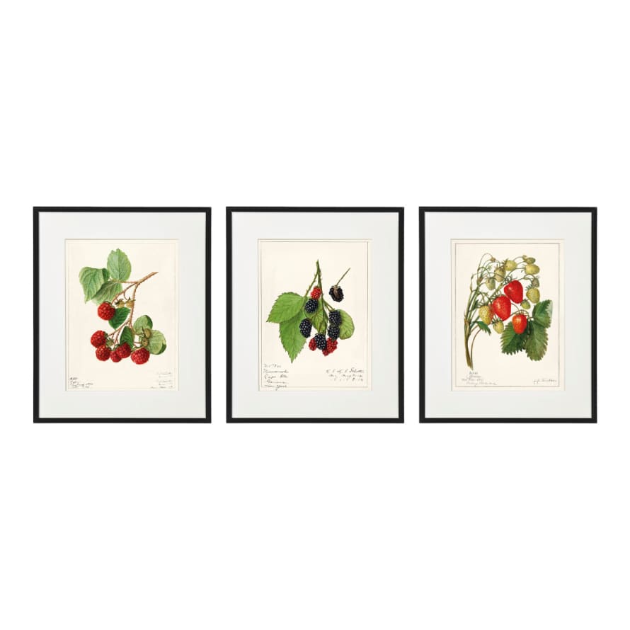 Temerity Jones Fruit Berry Framed Wall Art : Raspberry, Blackberry & Strawberry