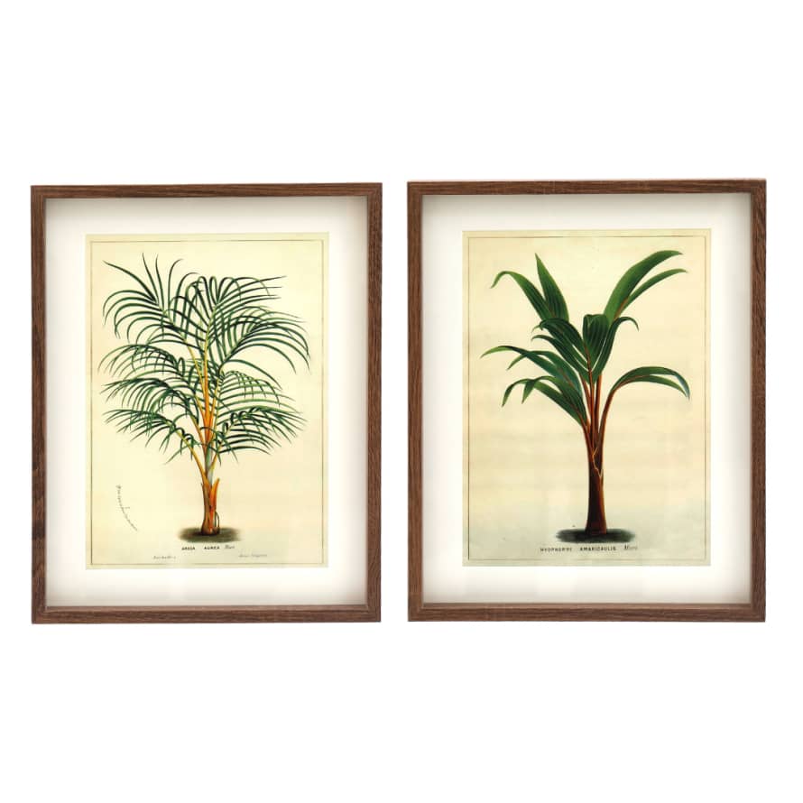 Temerity Jones Vintage Palm Tree Framed Wall Art : Thin Leaf or Thick Leaf