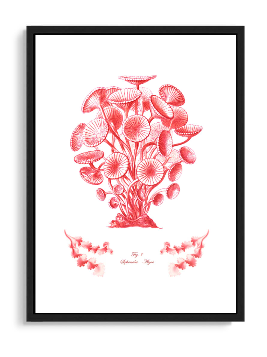 Tartan and Zebra Láminas Decorativas 'Corales Y Algas Rojos' - 70x50cm / Diseño D