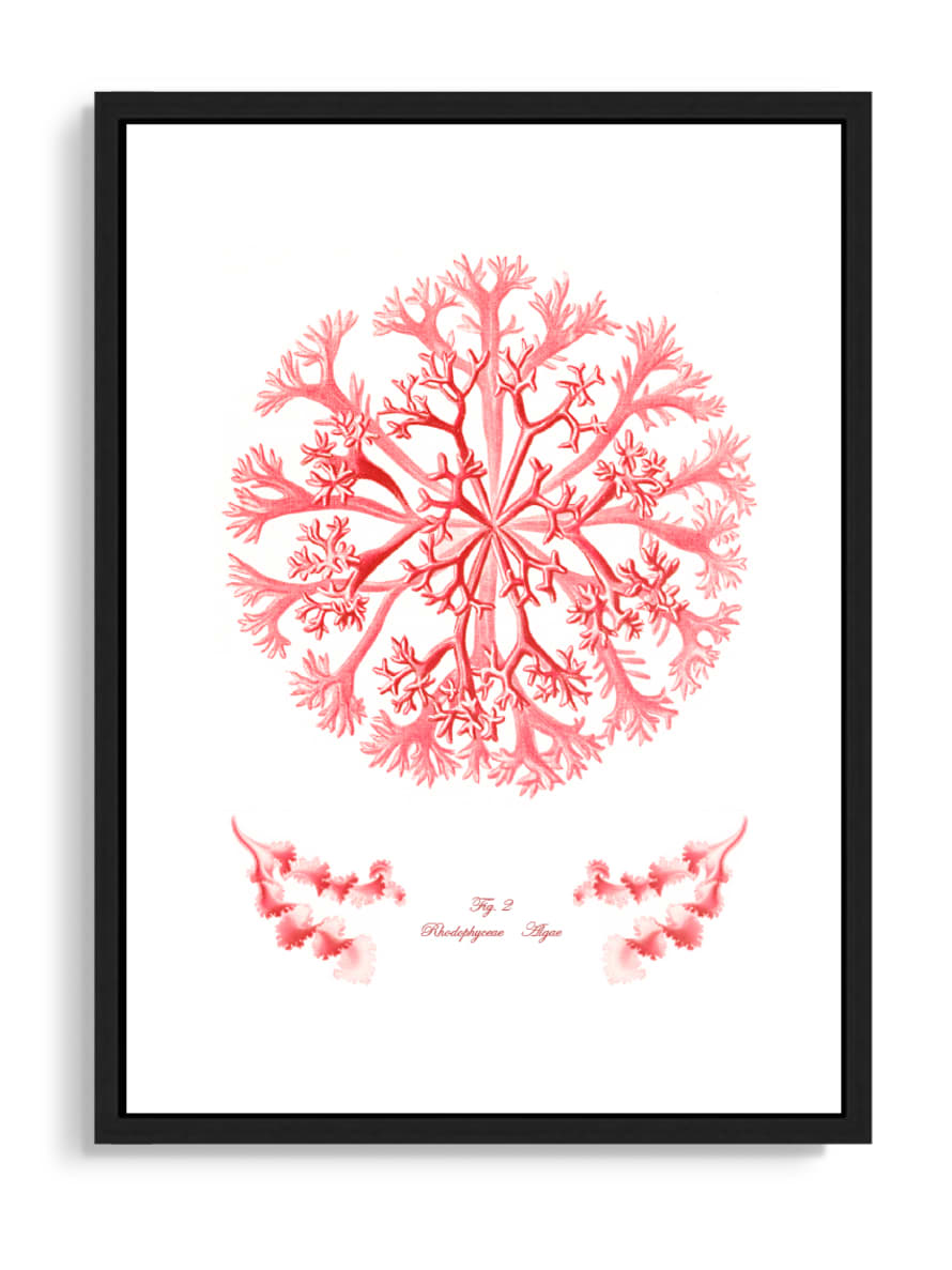Tartan and Zebra Láminas Decorativas 'Corales Y Algas Rojos' - 70x50cm / Diseño B