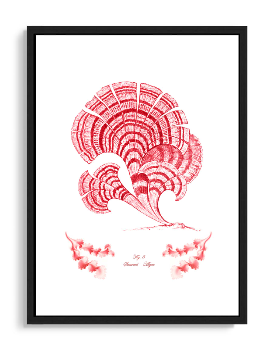 Tartan and Zebra Láminas Decorativas 'Corales Y Algas Rojos' - 50x40cm / Diseño I