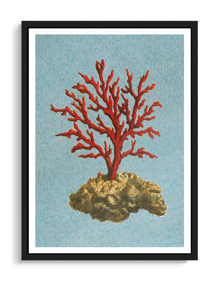 Tartan and Zebra Láminas Decorativas 'Corales Rojos' - 50x40cm / Diseño F