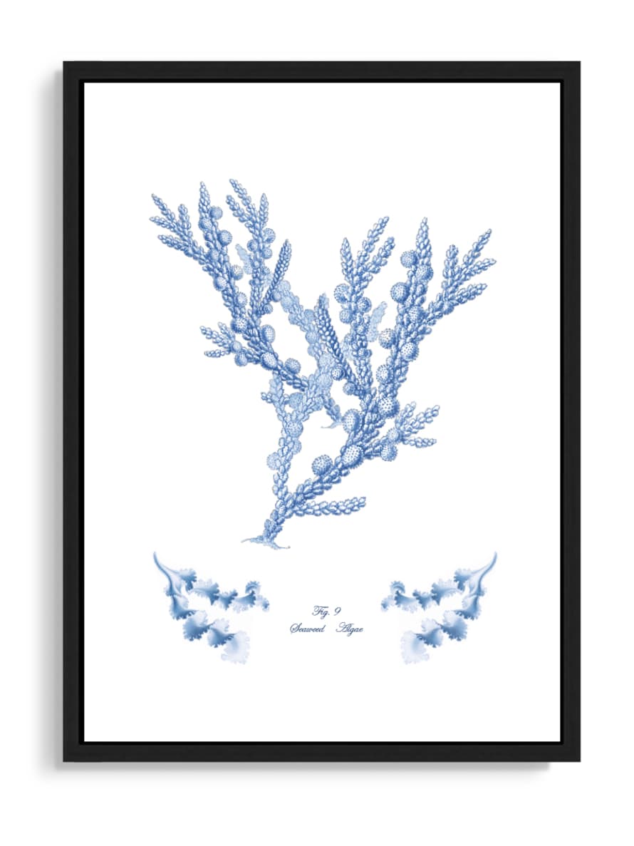 Tartan and Zebra Láminas Decorativas 'Corales Y Algas Azules' - 50x40cm / Diseño H