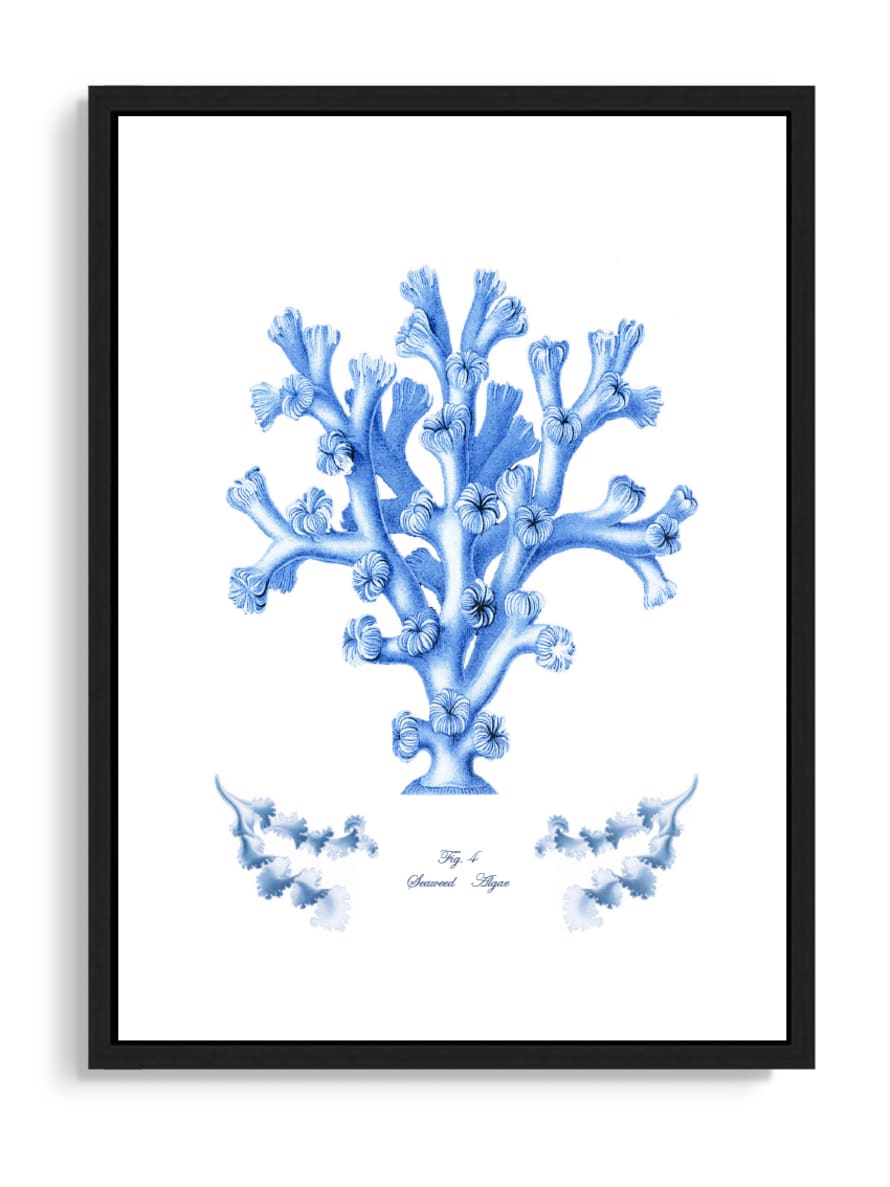 Tartan and Zebra Láminas Decorativas 'Corales Y Algas Azules' - 50x40cm / Diseño F