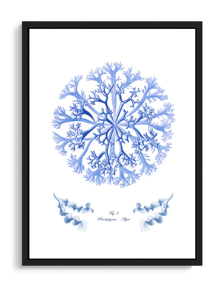 Tartan and Zebra Láminas Decorativas 'Corales Y Algas Azules' - 70x50cm / Diseño B