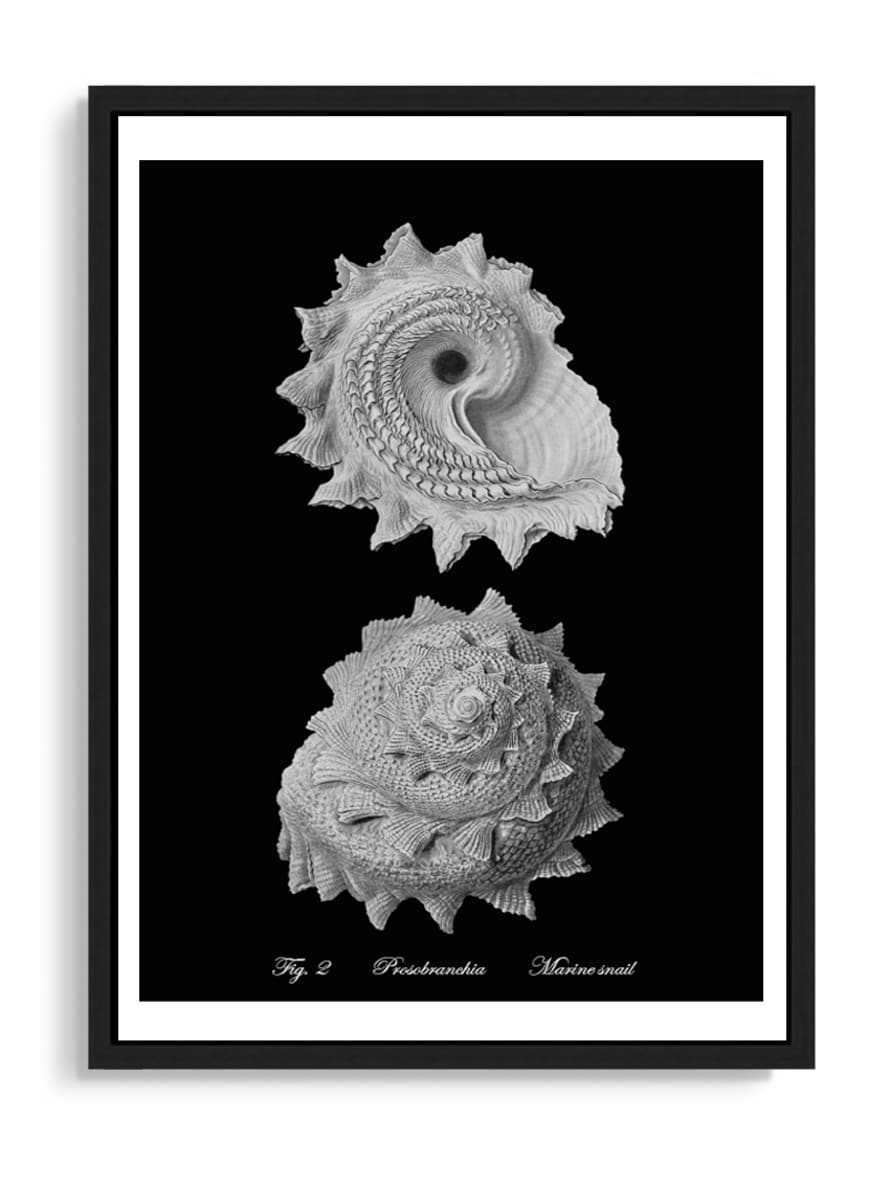 Tartan and Zebra Láminas Decorativas 'Caracolas Naturales Sobre Negro' - 70x50cm / Diseño D
