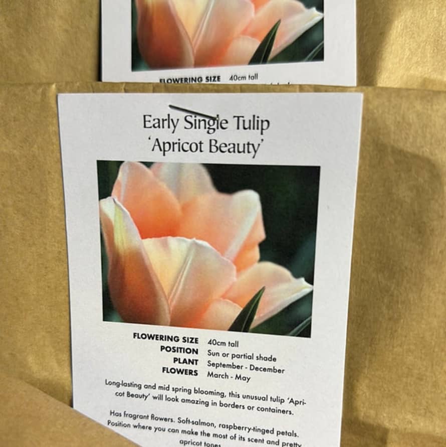 The Every Space Tulip Apricot Beauty