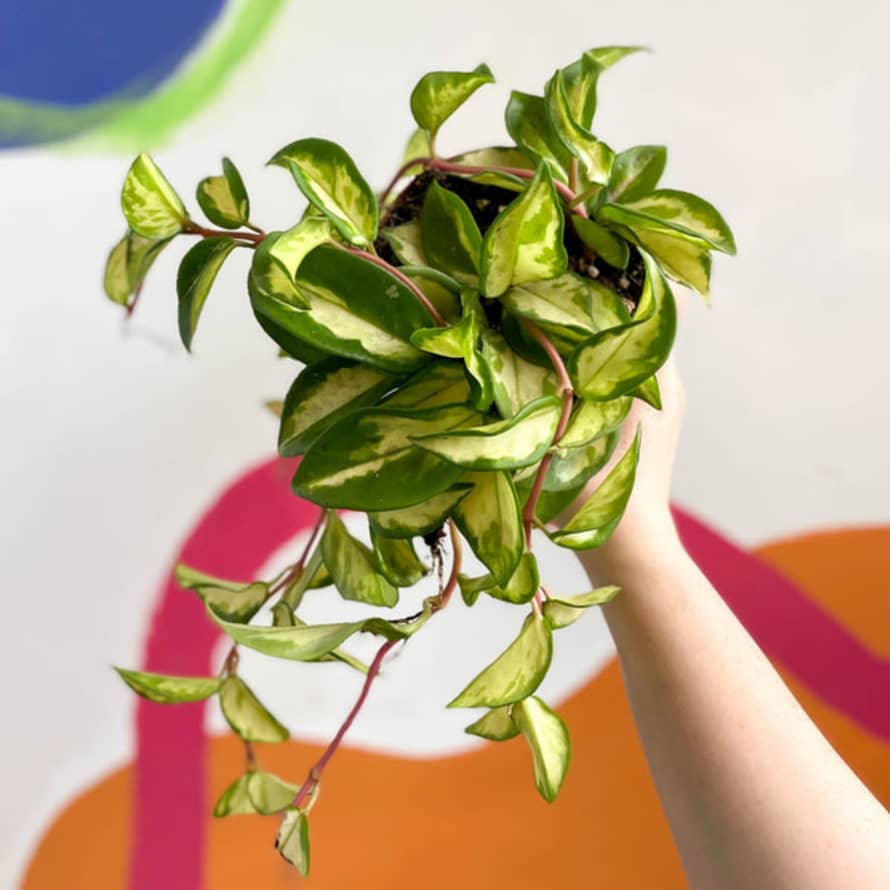 Sprouts of Bristol Wax Plant - Hoya Carnosa Variegata 'tricolor' / 'krimson Queen'