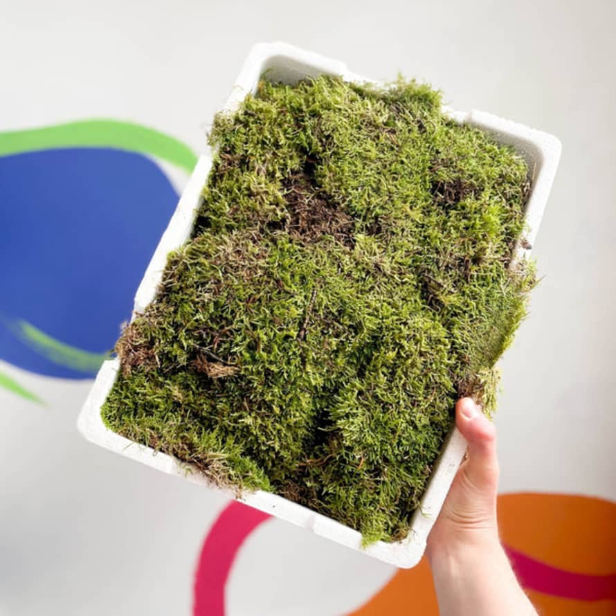 Sprouts of Bristol Carpet Moss Hypnum Cupressiforme Terrarium Supplies Grass Tray (500g)
